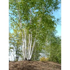 Paper Birch